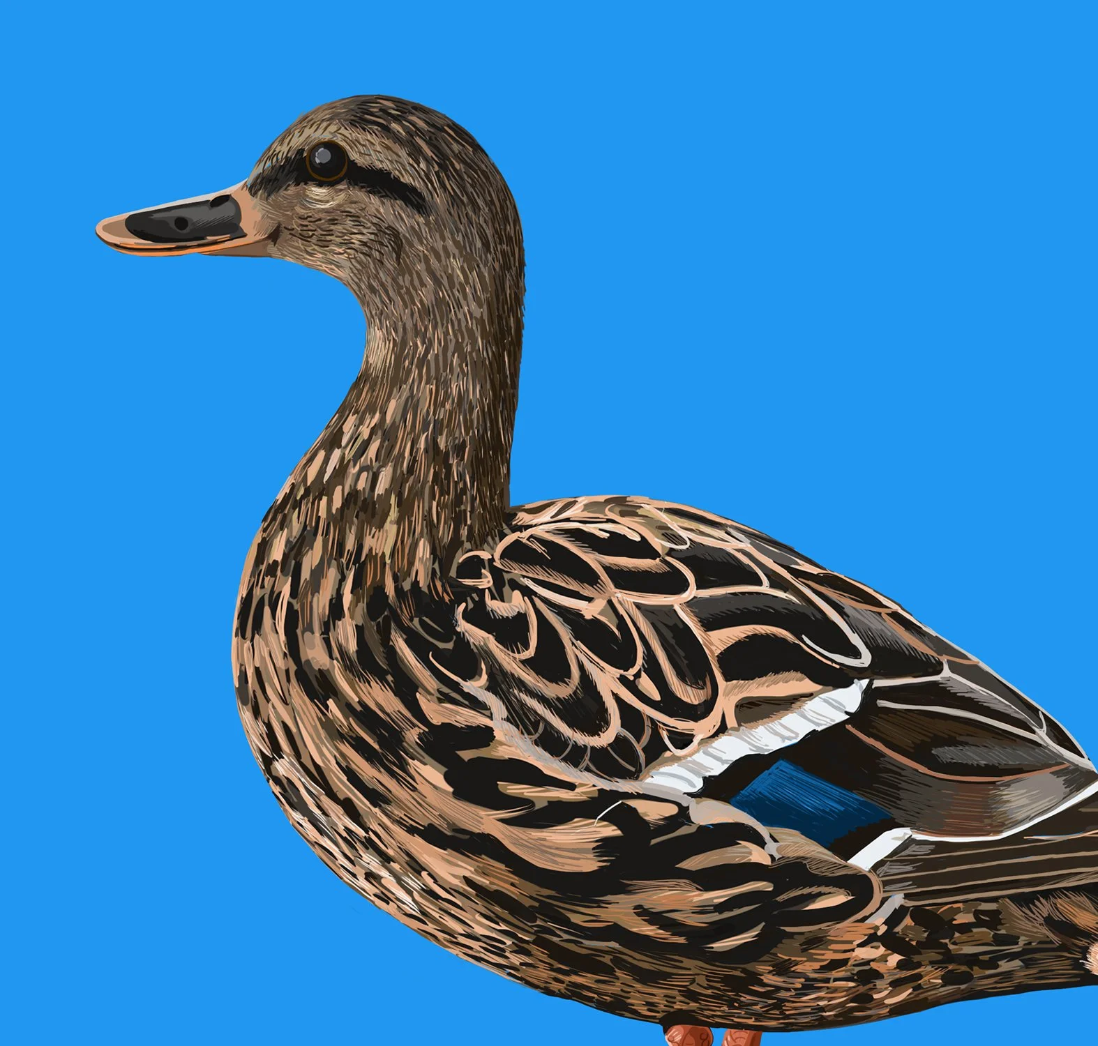 ZOOMMallard.jpg