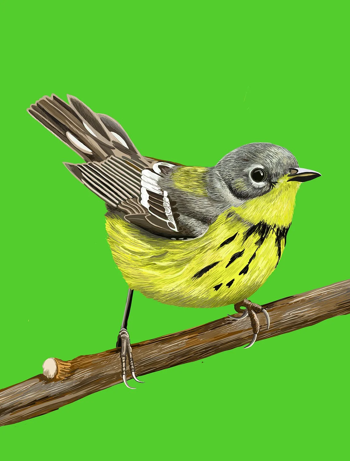 Canada Warbler