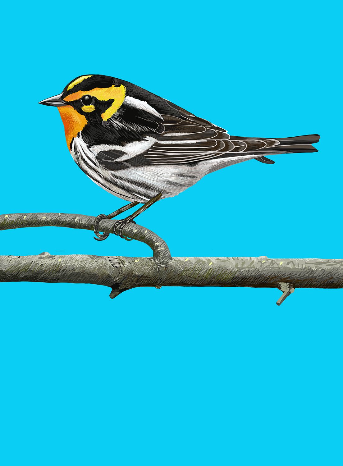 Blackburnian Warbler
