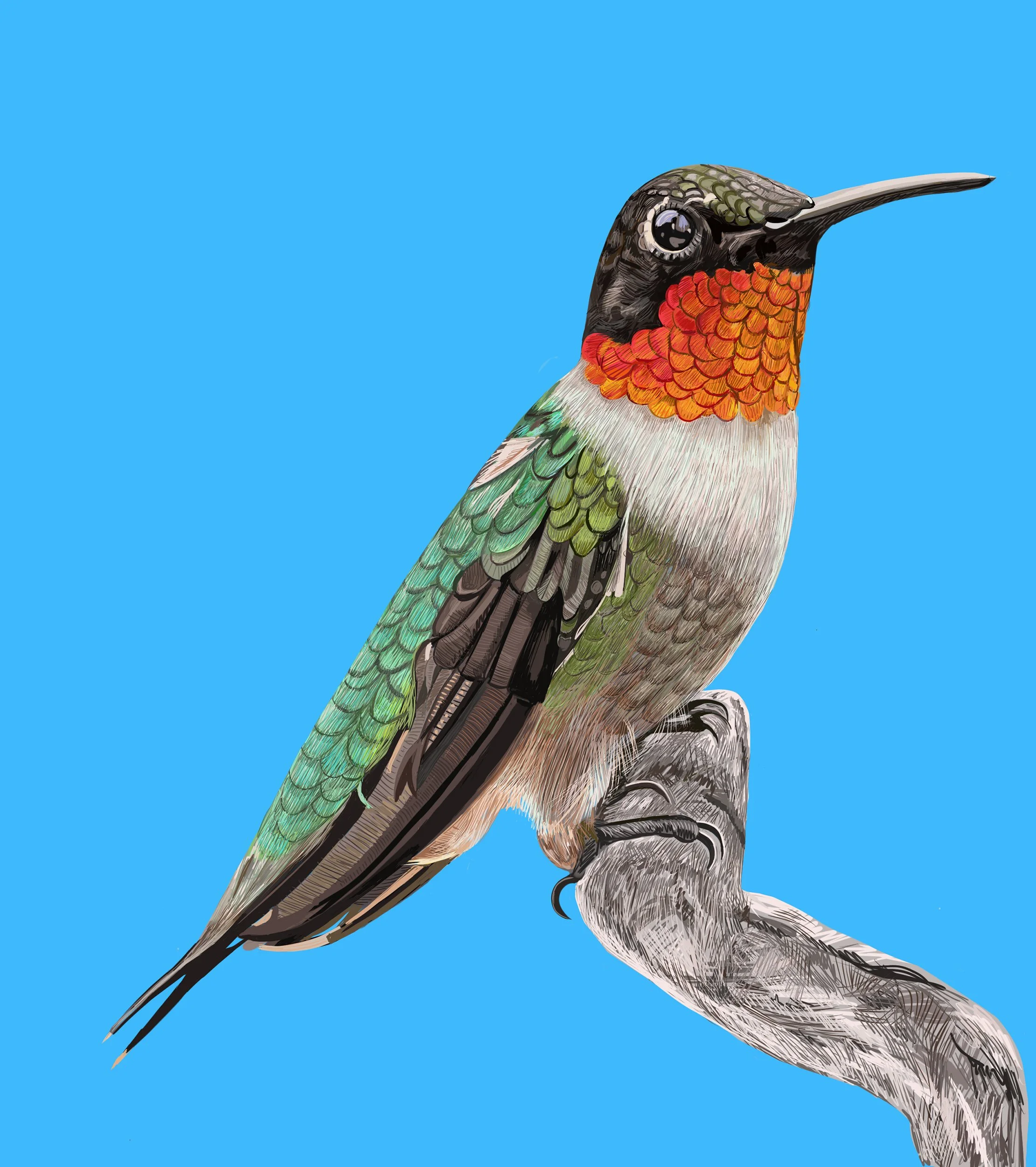 NEW Ruby-throated Hummingbird