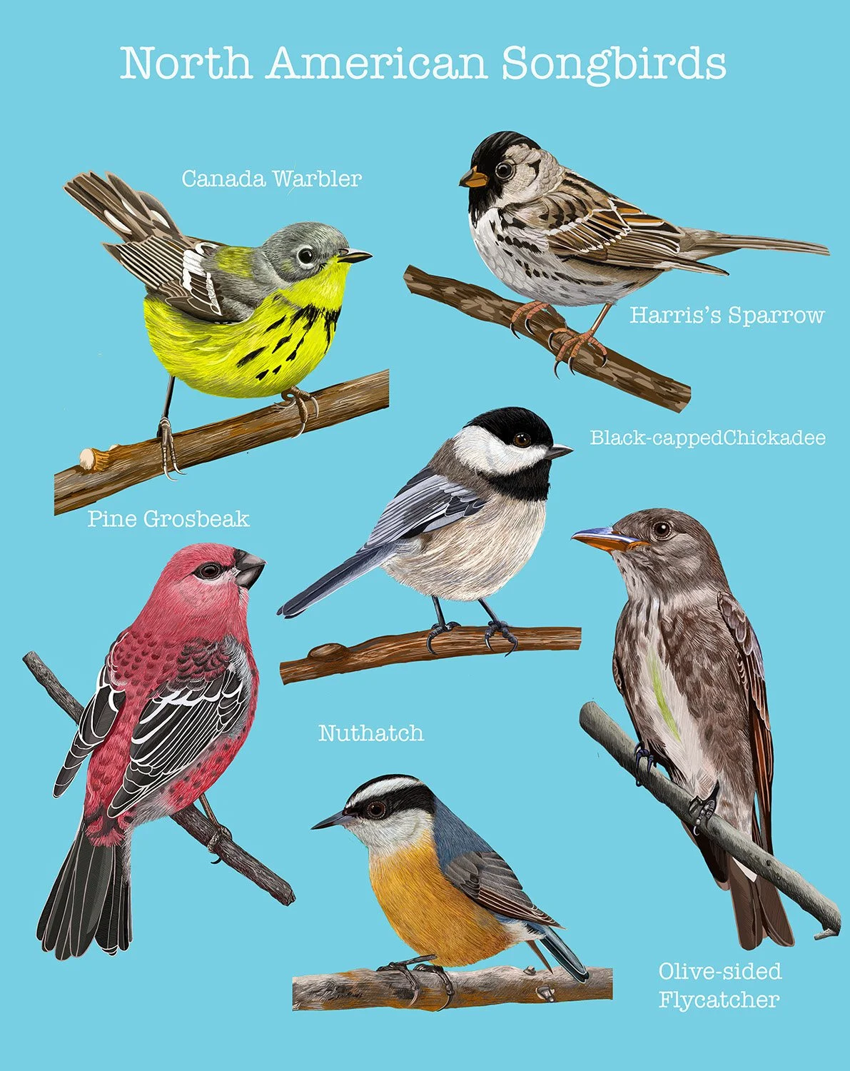 North American Songbirds