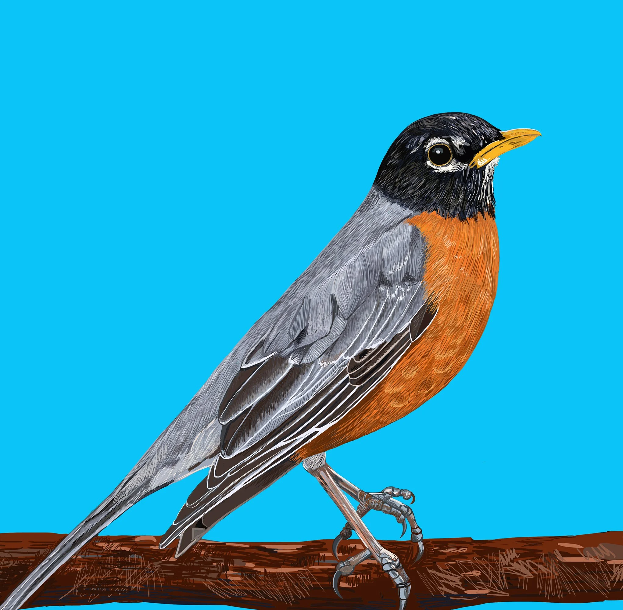 ZOOMAMROBIN.jpg