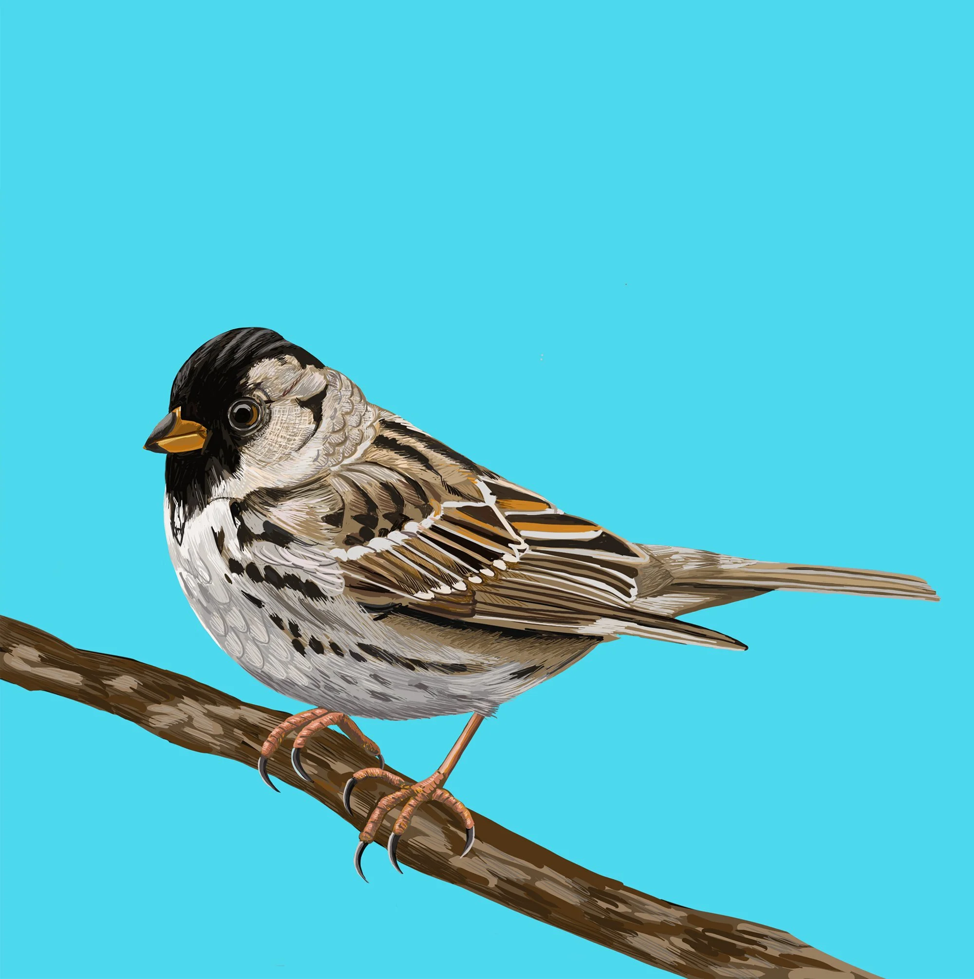 ZOOMHarris'sSparrow.jpg