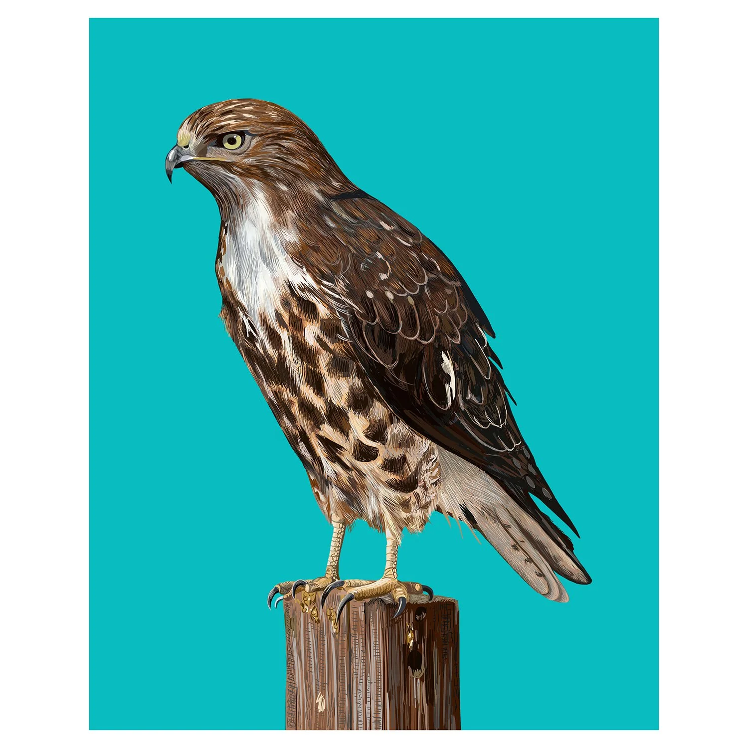 DISPLAYRedTailedHawk8x10.jpg