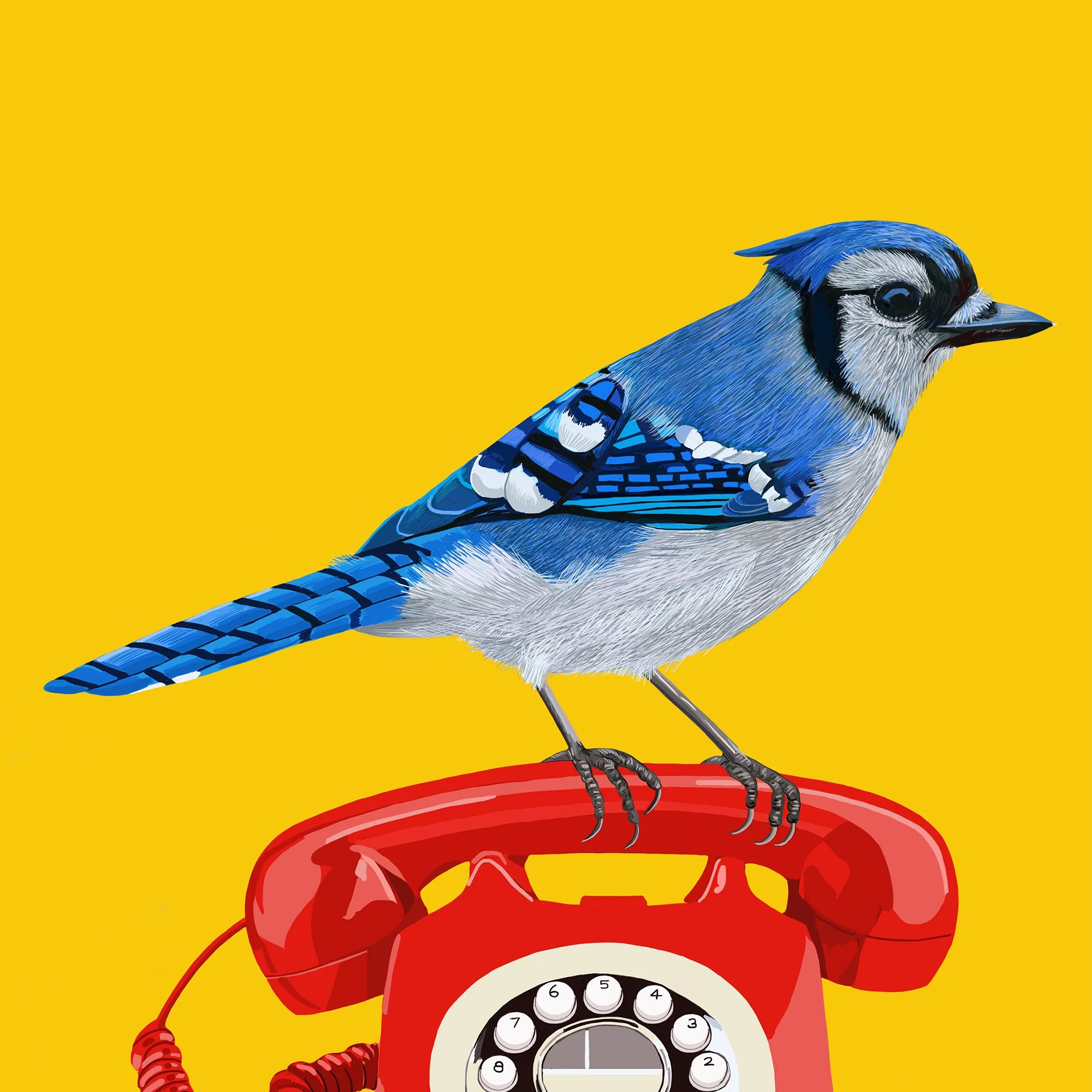 ZOOMBlueJayPhone.jpg