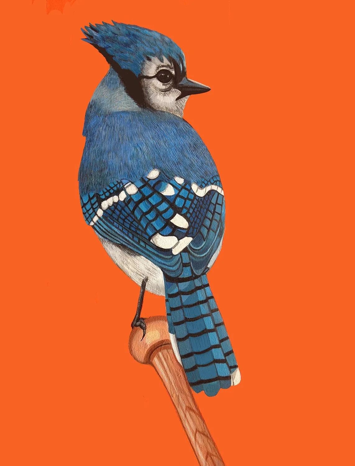 Blue Jay