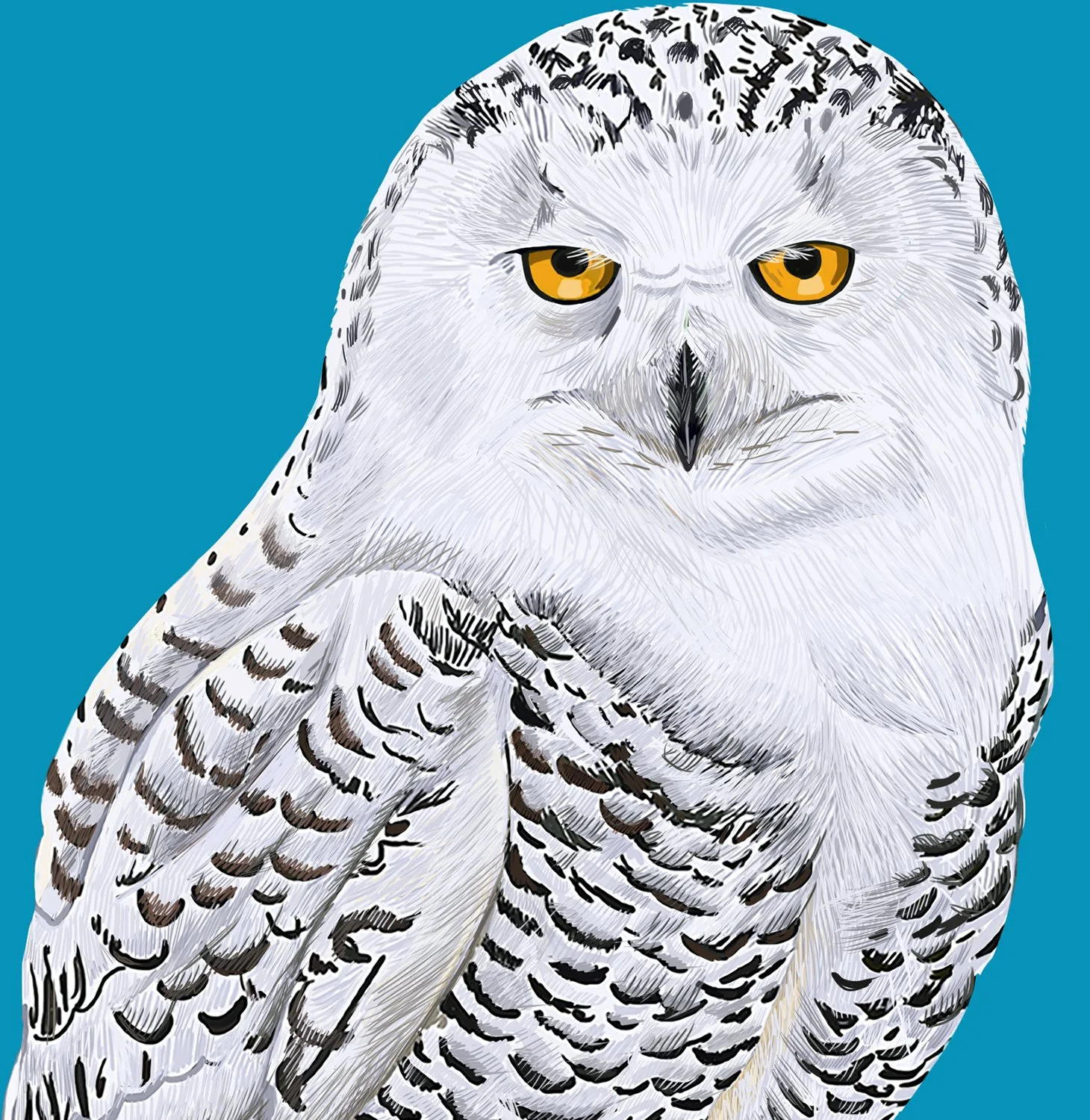 ZOOMSnowyOwl2.jpg