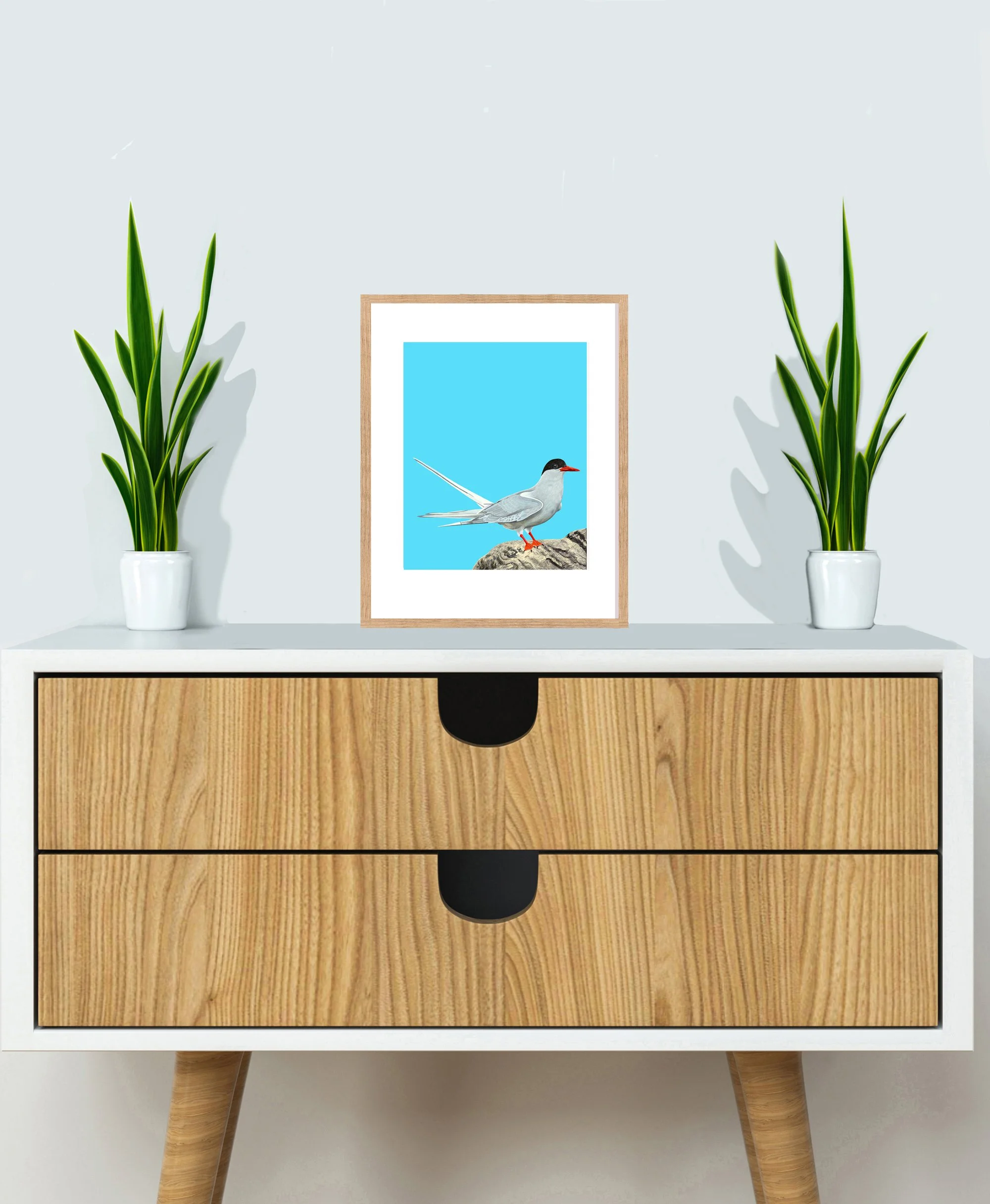 CABINETArcticTern.jpg