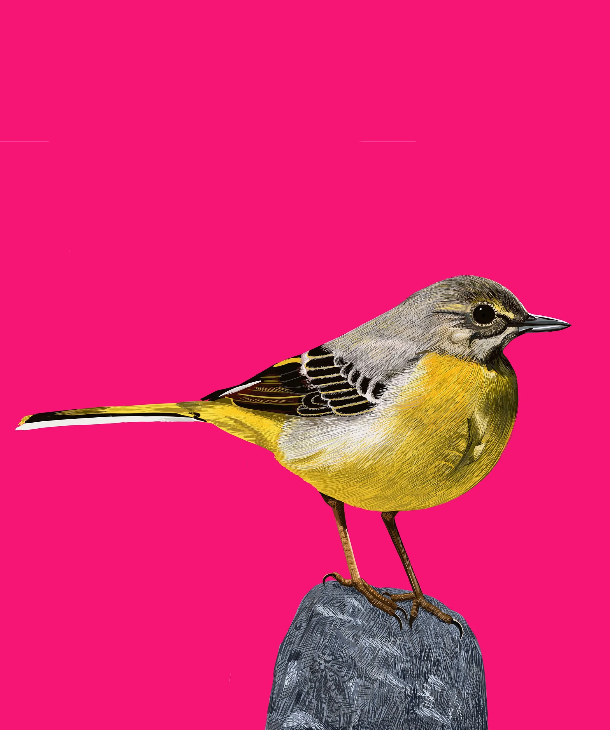 Grey Wagtail