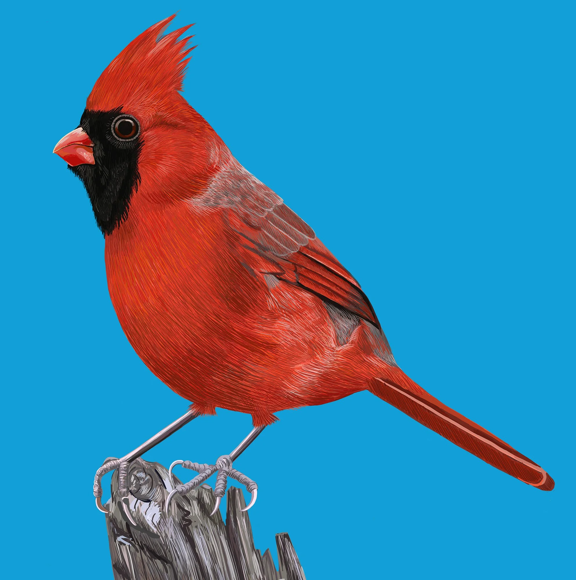 ZOOMREDCARDINALWOOD2.jpg