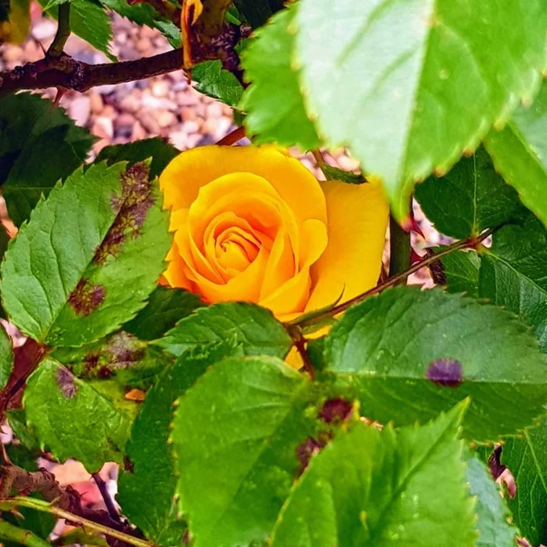 A photograph of the yellow rose planted by Cal for her friend Naomi
