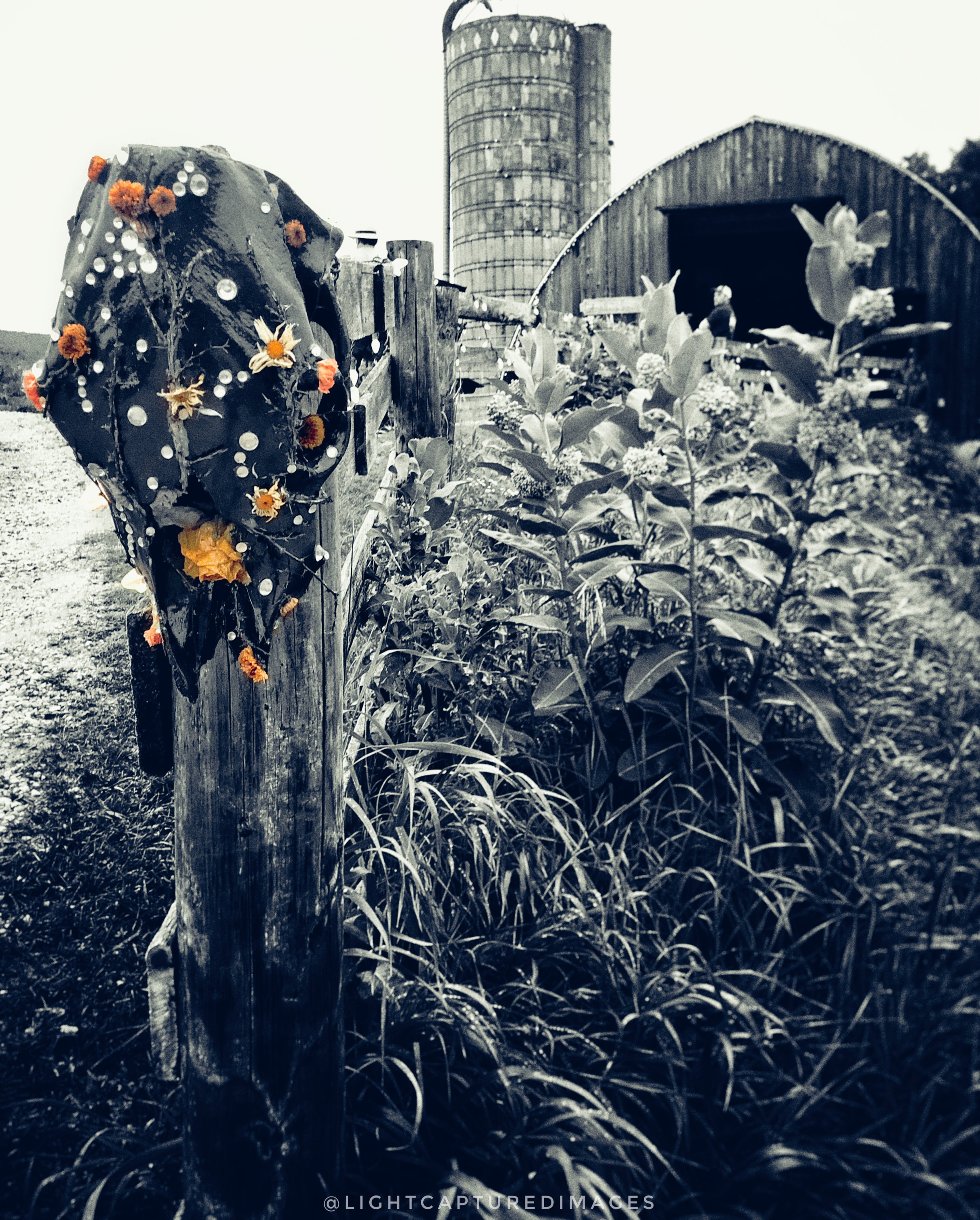 Codfish Hollow Barnstormer