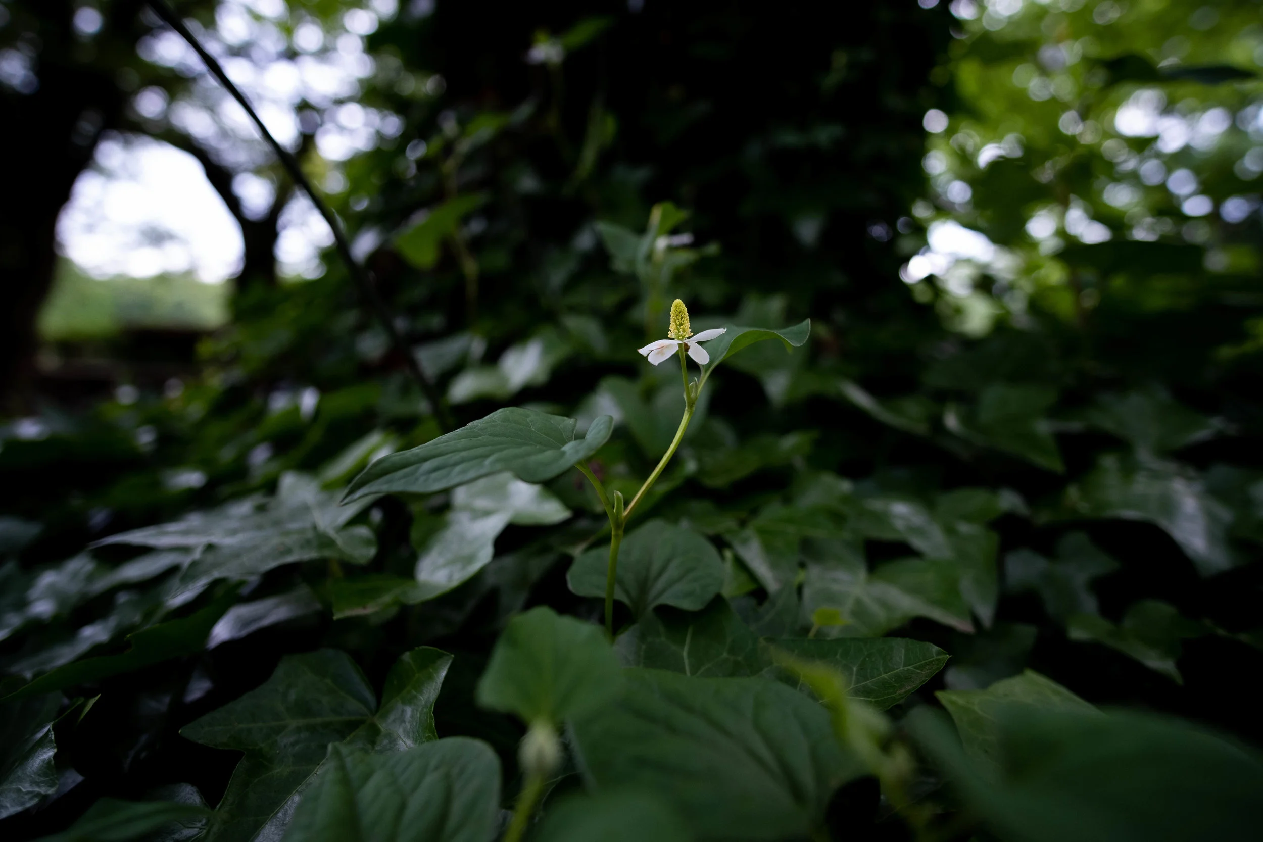 Jindai Botanical Park, Tokyo