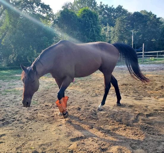 Adopt a Horse, Pony, or Mini — South Jersey Horse Rescue