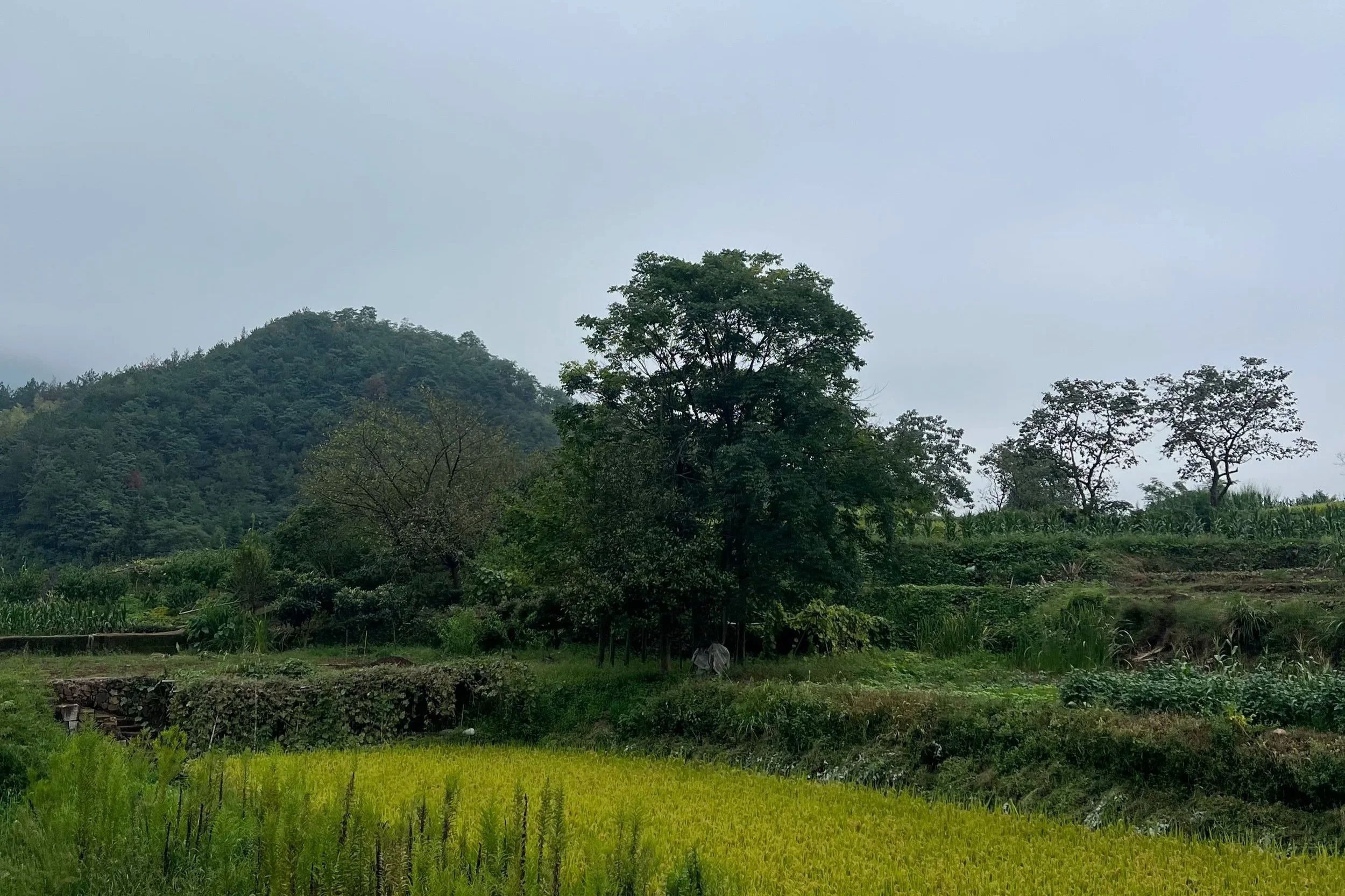 Bitter Leaf: Sierra Leonean Foodways I