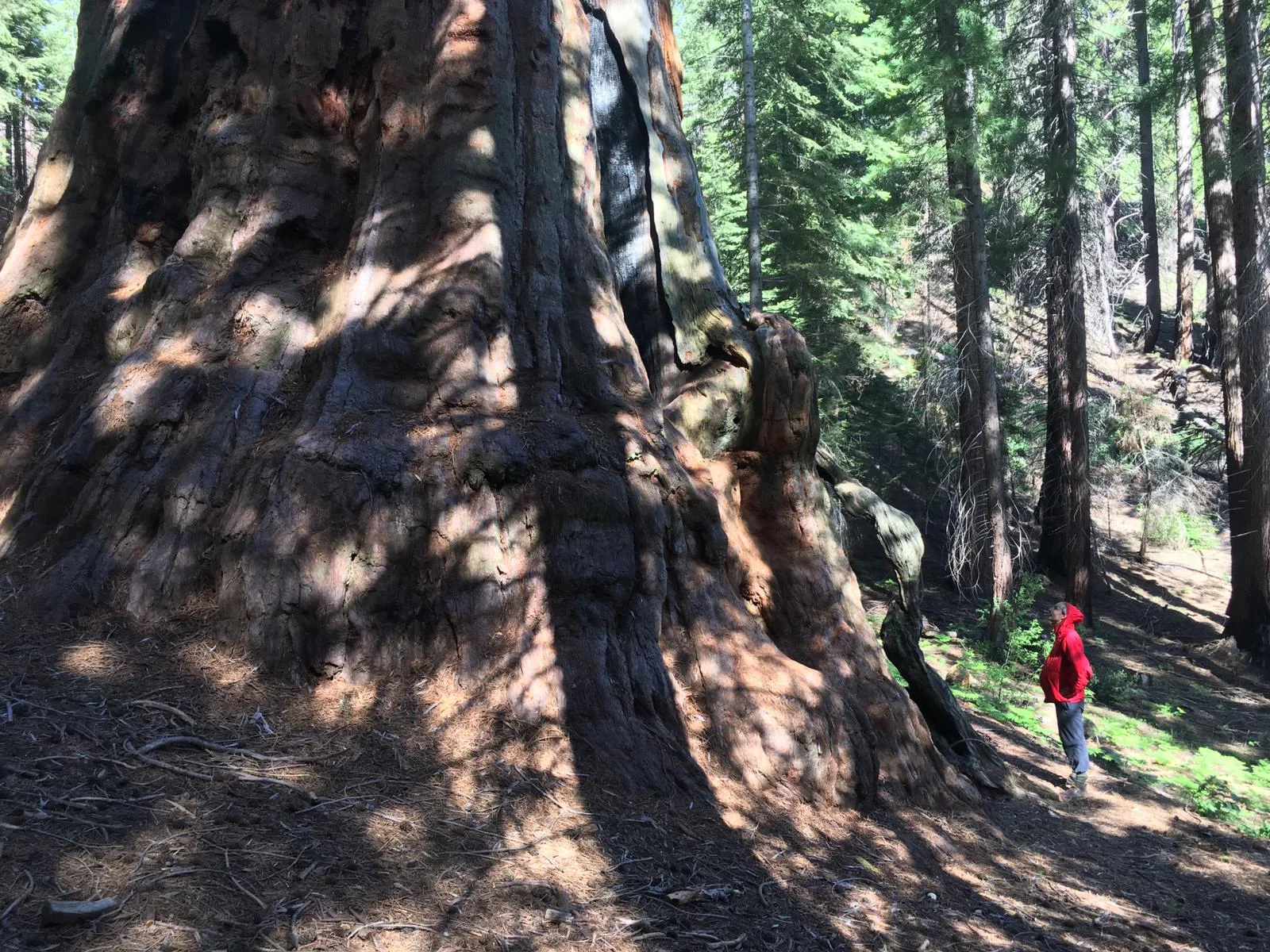 sequoia_boole_tree_and_me_d_310719_IMG-20190630-WA0002.jpg