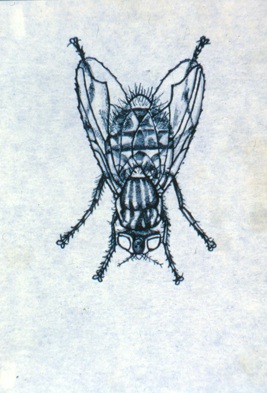   Description:  Fly   Medium:  Ink on paper   Dimensions:   H: 6 in W: 4 in 