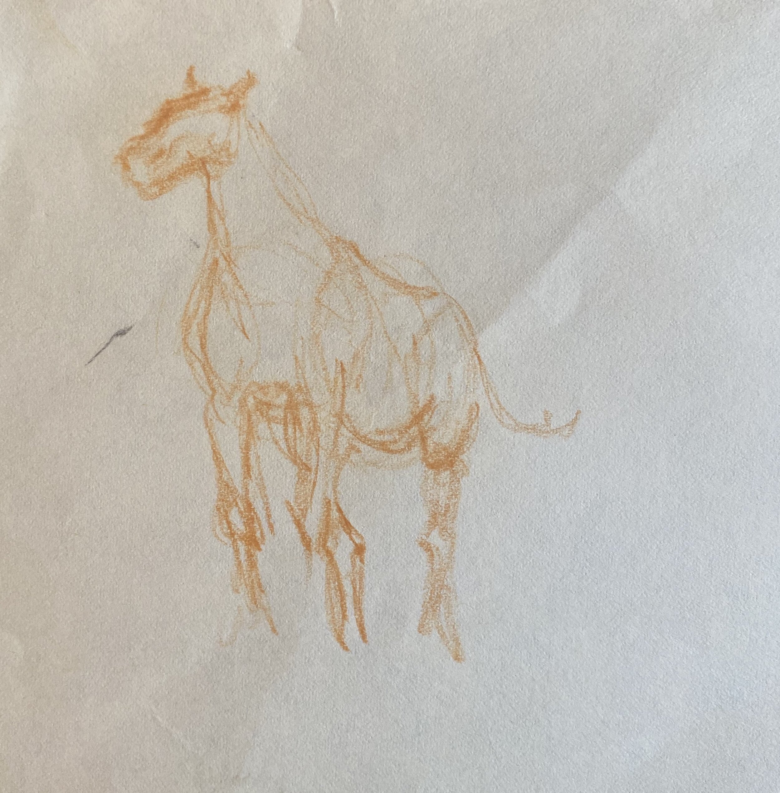   Description:  Horse sketch (unfinished)   Medium:  Pastel pencil on paper   Dimensions:   H: 5 in W: 5 in 