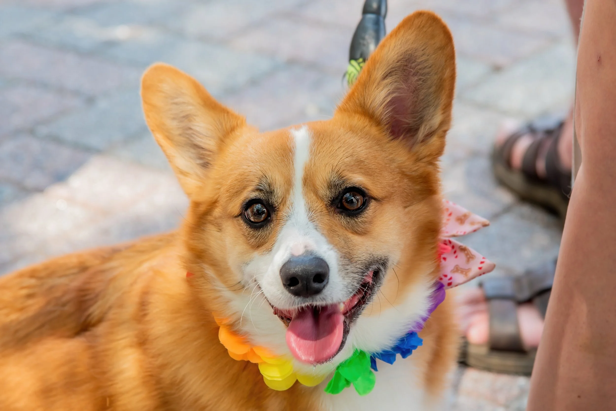MIA LASAGNA @ PRIDE 2026-8.jpg