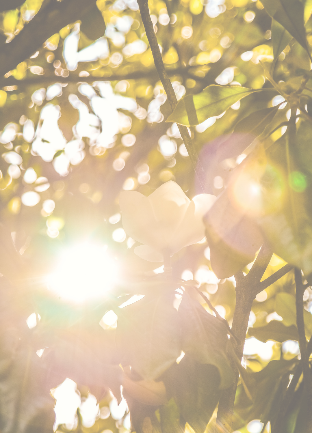 Untitled design (7).png