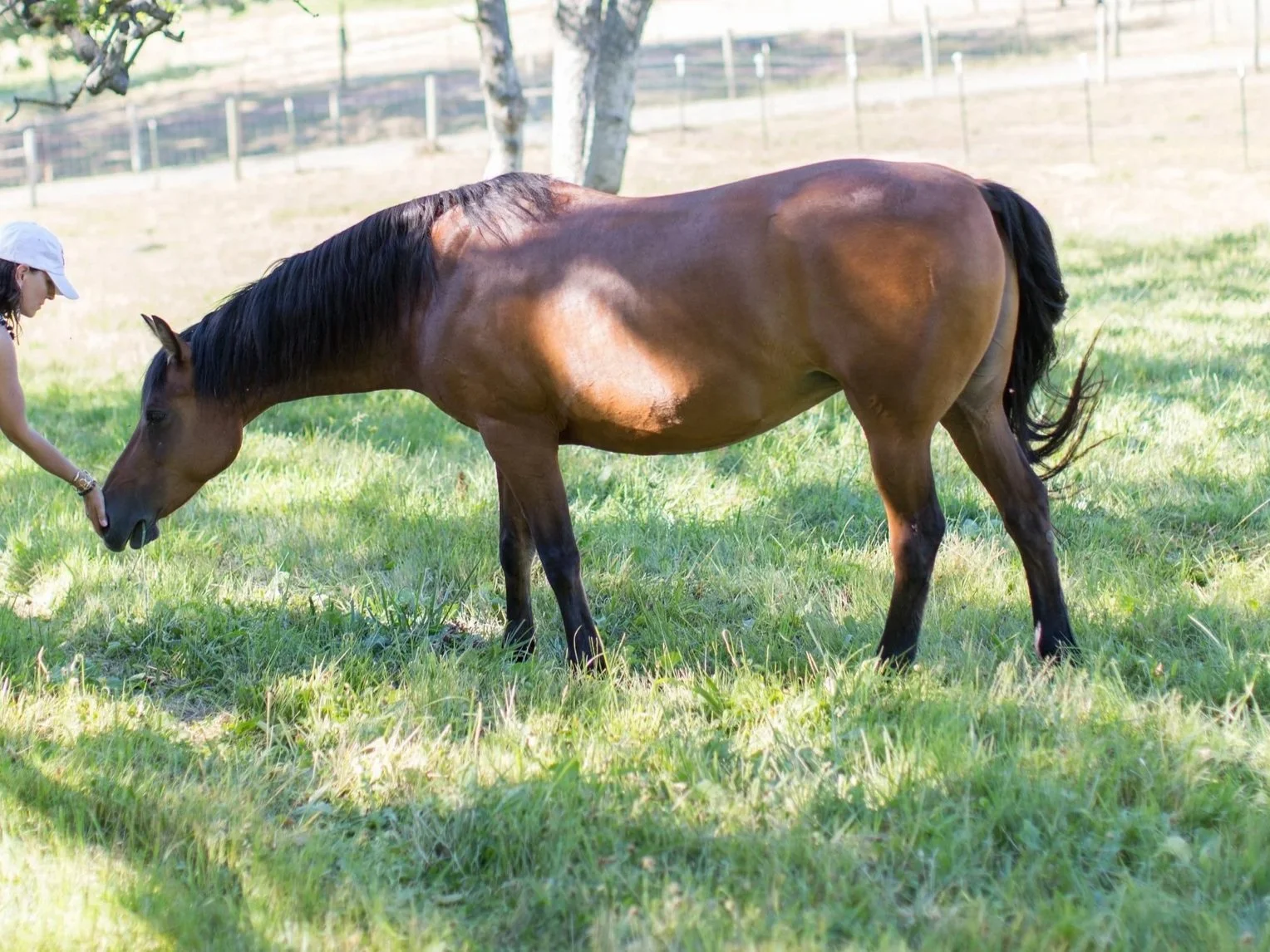 Spending time with horses