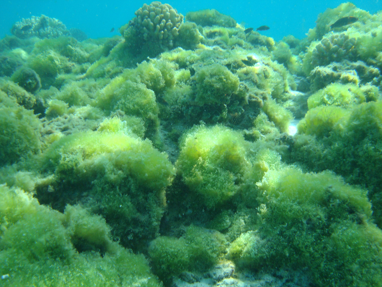 Сифоновые водоросли. Algae Coral Reef. Alga сво. Dead Coral covered in Turfing algae.