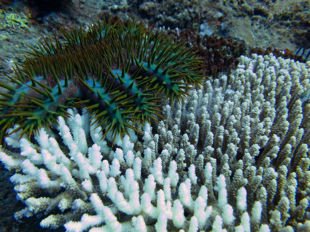 COT Predation NOAA.jpg