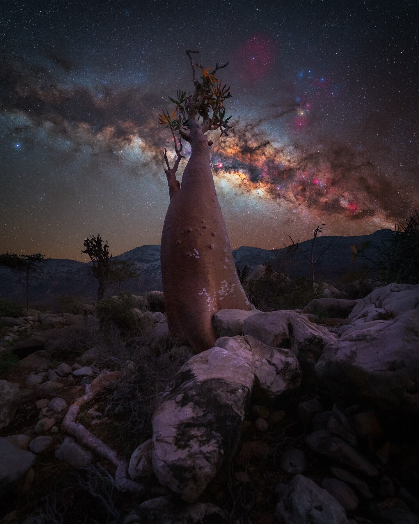 Bottle Tree 

In just over a week I will be back in one of my favourite night sky photography locations on this planet! And I am looking so forward  to discovering new trees and compositions with my group there! 

Fingers crossed for clear skies 🤞🏼