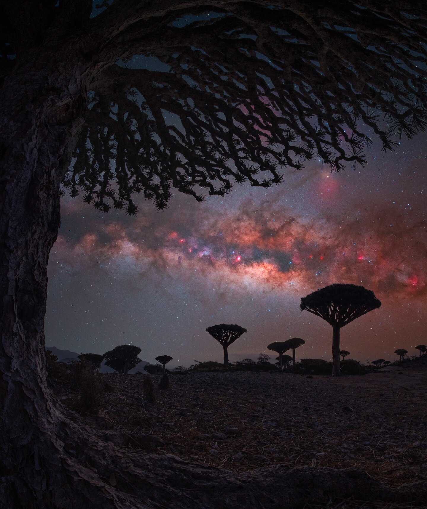 Dragon Blood Tree Forest 

My first image from this years tour to Socotra! It has been an epic one full of more exploration and compositions that I can not wait to share with you all! For this shot I used my new Atoll S from @silencecorner.inc and my