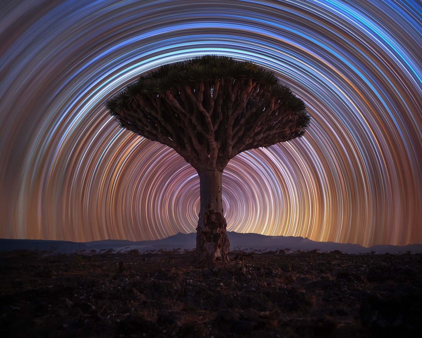 Dragon Blood Tree 🩸 

The dragon blood tree, native to the Socotra archipelago, is renowned for its distinctive umbrella-like shape and vibrant red sap, historically valued for its medicinal and cosmetic uses. These ancient trees are a symbol of Soc