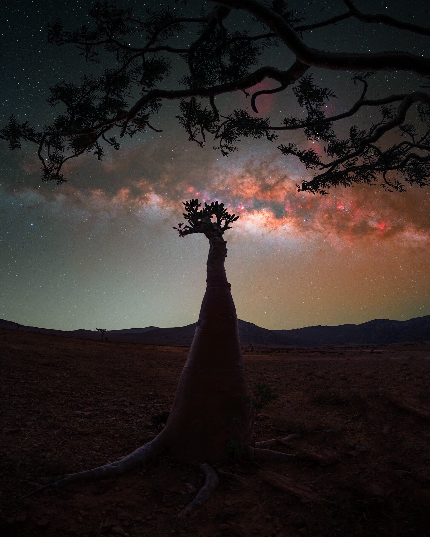 Bottle &amp; Frankincense 

Last year I totally forgot to pay attention to the beauty of the Frankincense Trees in Socotra, this time round I didn&rsquo;t forget to take in their beauty and especially try capture it. This image is only showing a bran