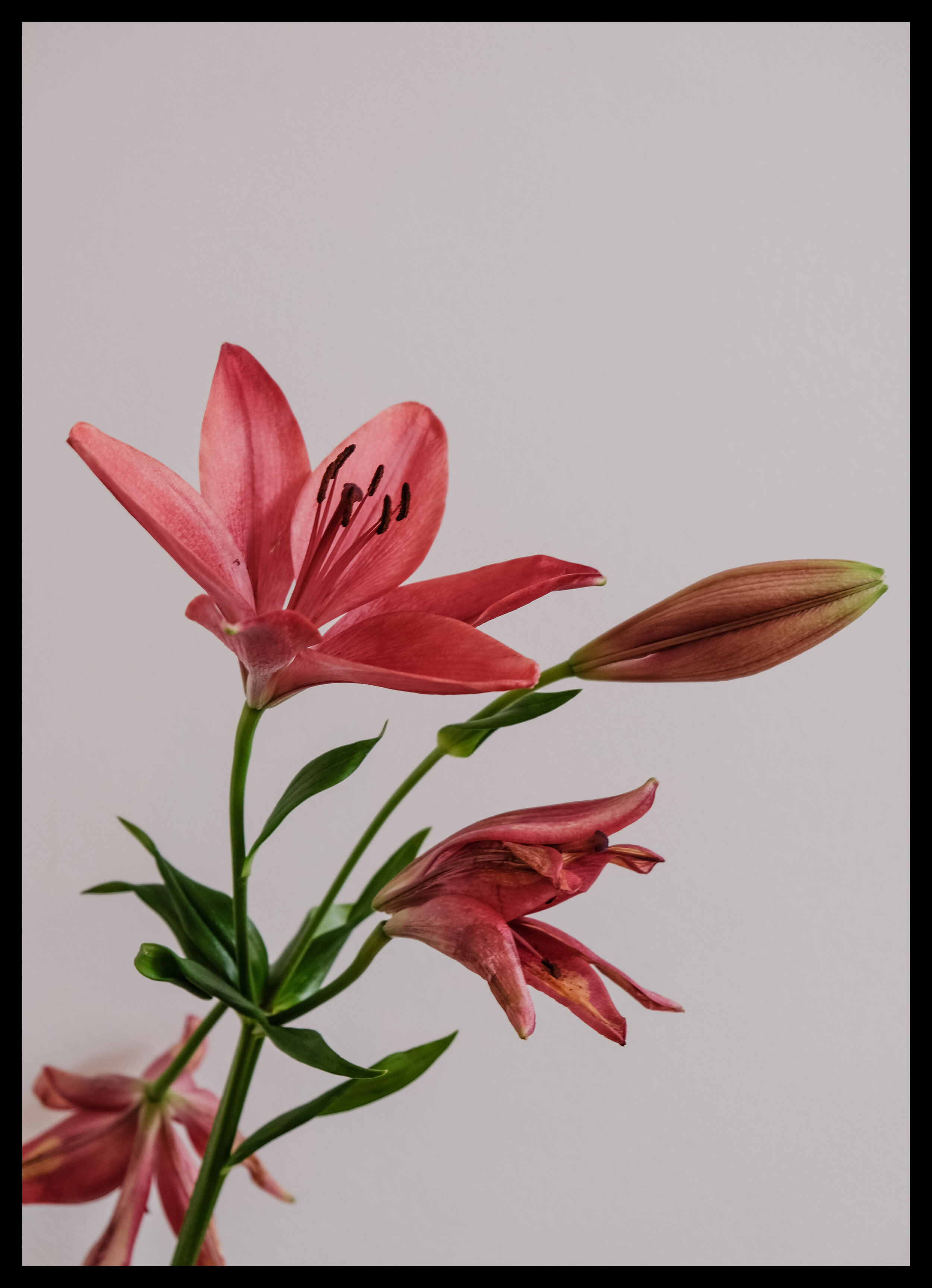 'Rock of Ages' Lily Print | Color