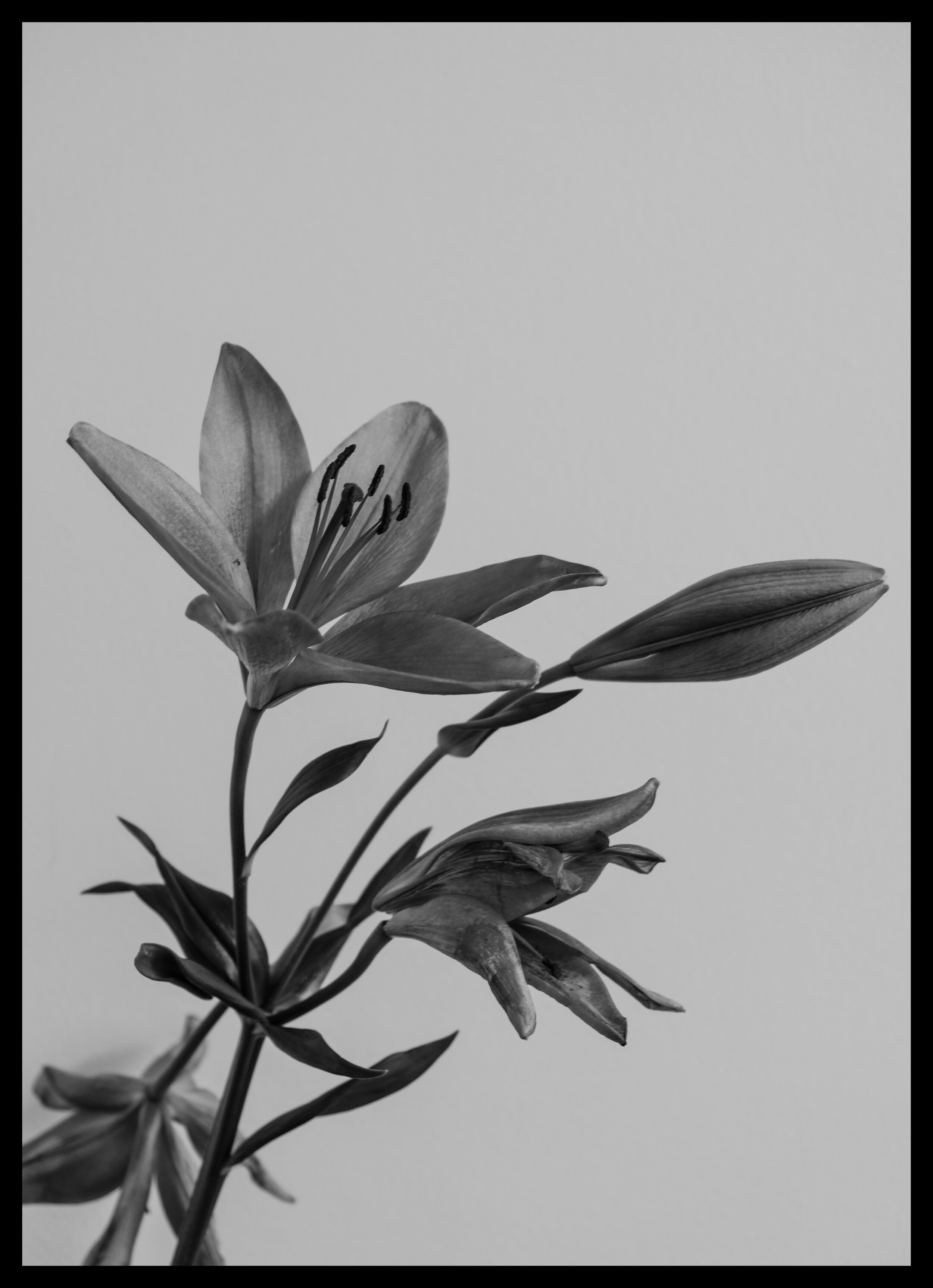 'Rock of Ages' Lily Print | Black &amp; White