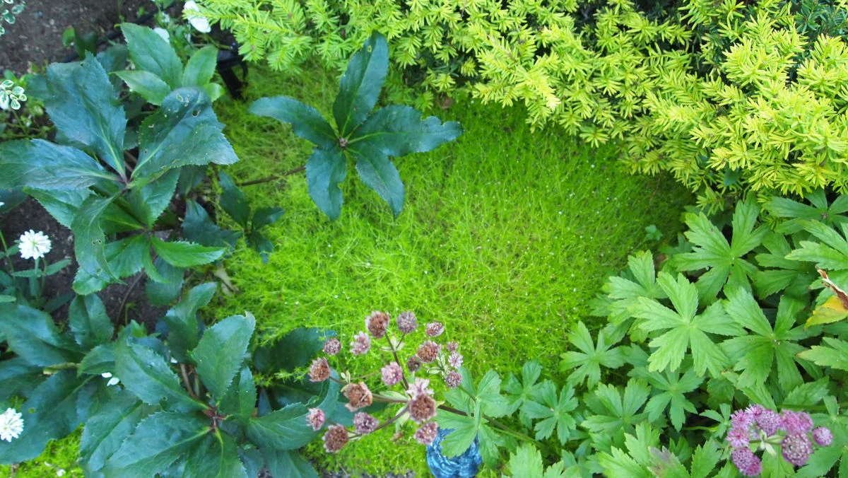 GROUNDCOVERS