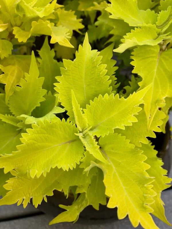 Coleus ‘Wasabi’