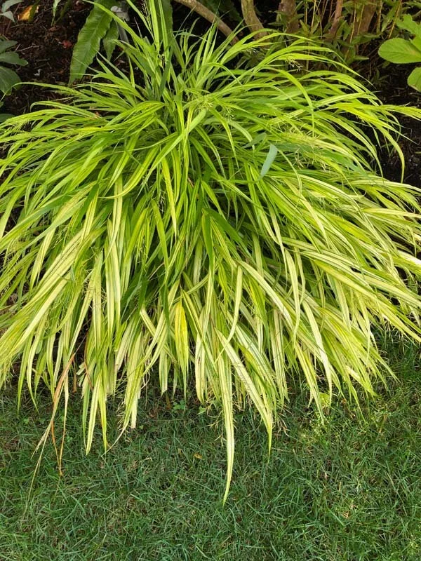 Hakonechola macra ‘Aureola’