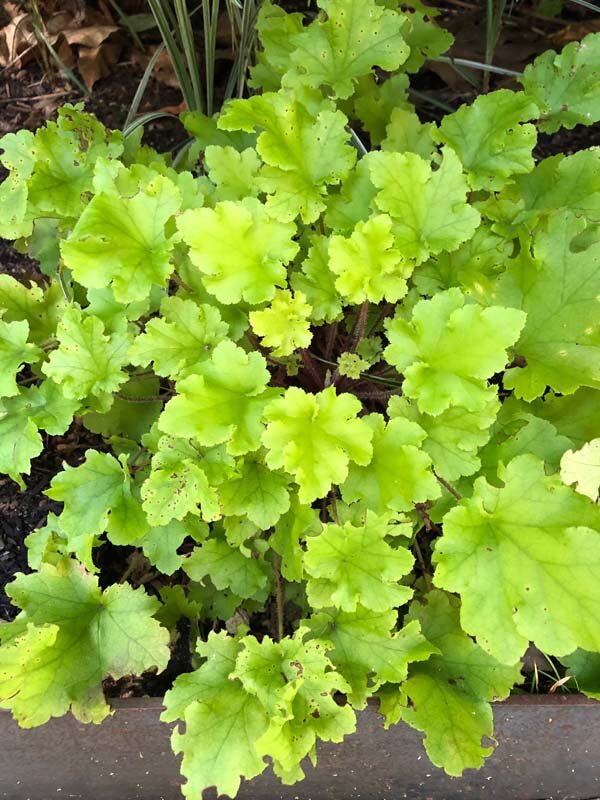 Heuchera ‘Lime Marmalade’
