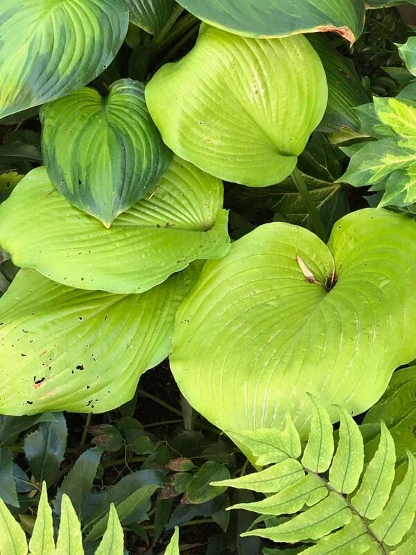 Hosta ‘Sum and Substance’