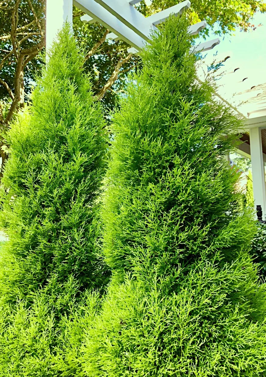 Cupressus macrocarpa ‘Wilma Goldcrest’