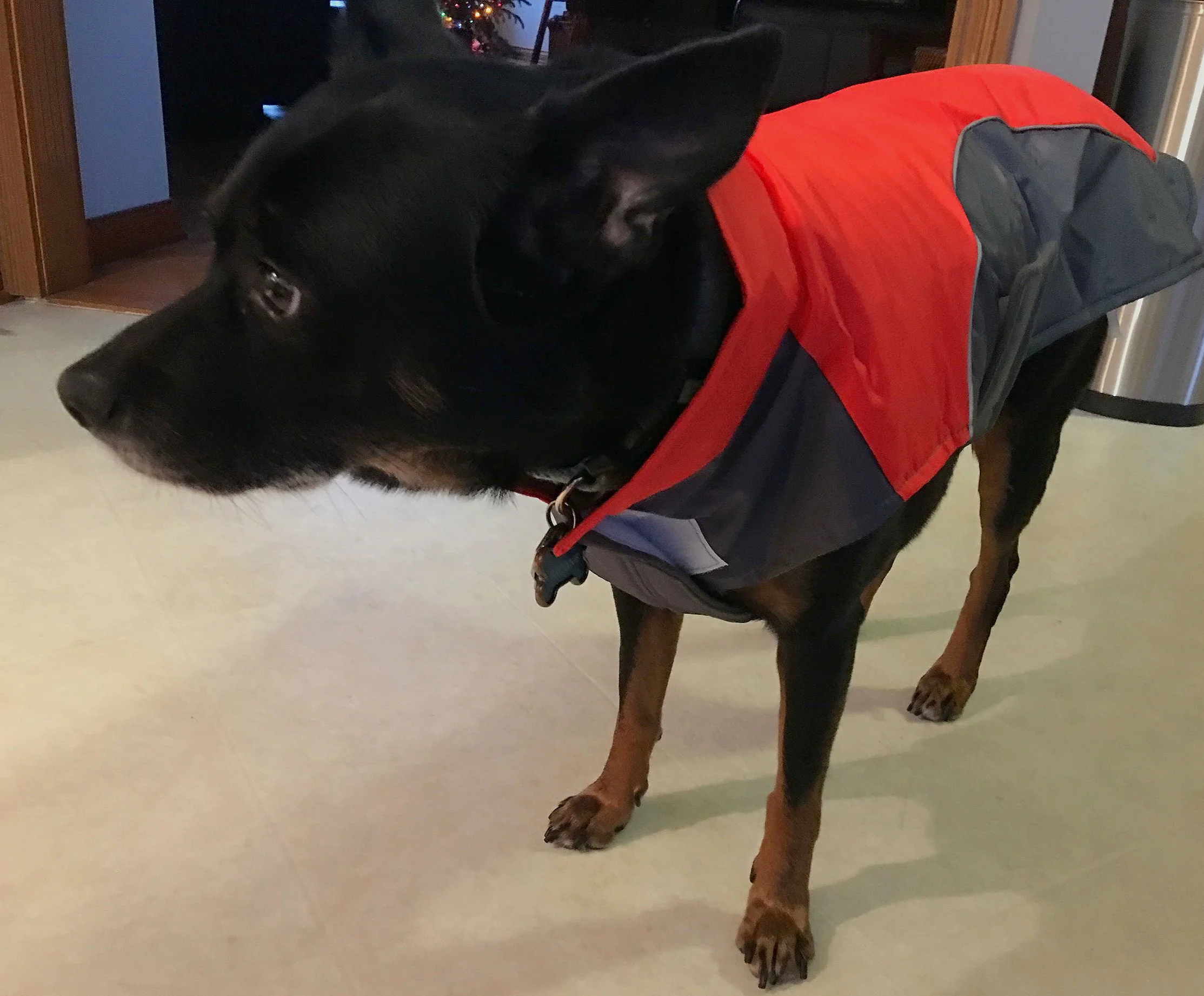 Brownie%2BRed%2BCoat%2B1.jpg