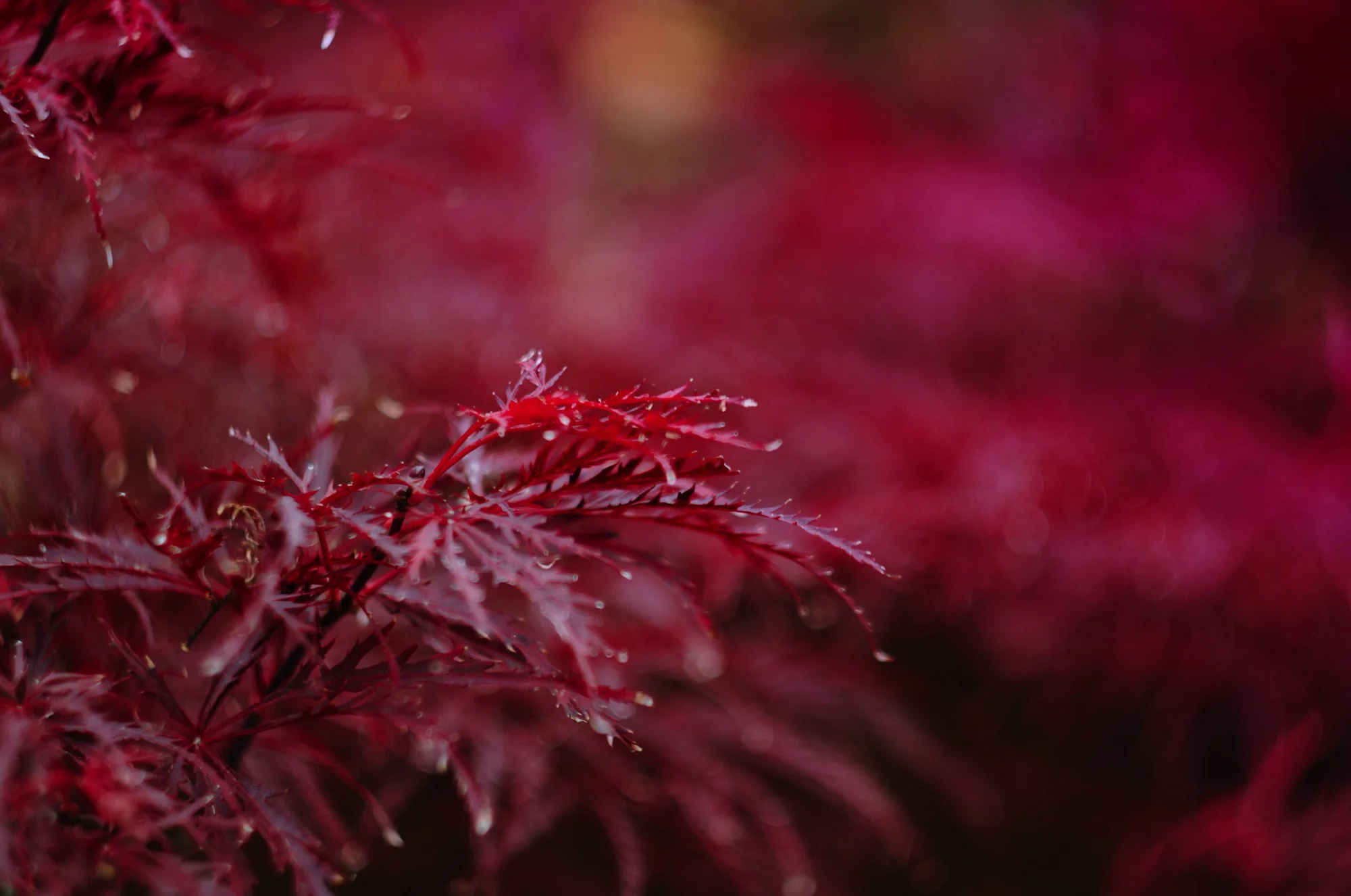 Performance Parable: Training and Japanese Red Maple Trees