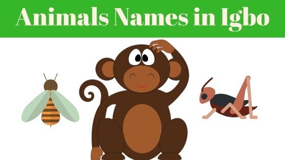 List of Animal Names in Igbo Language — Igbostudy
