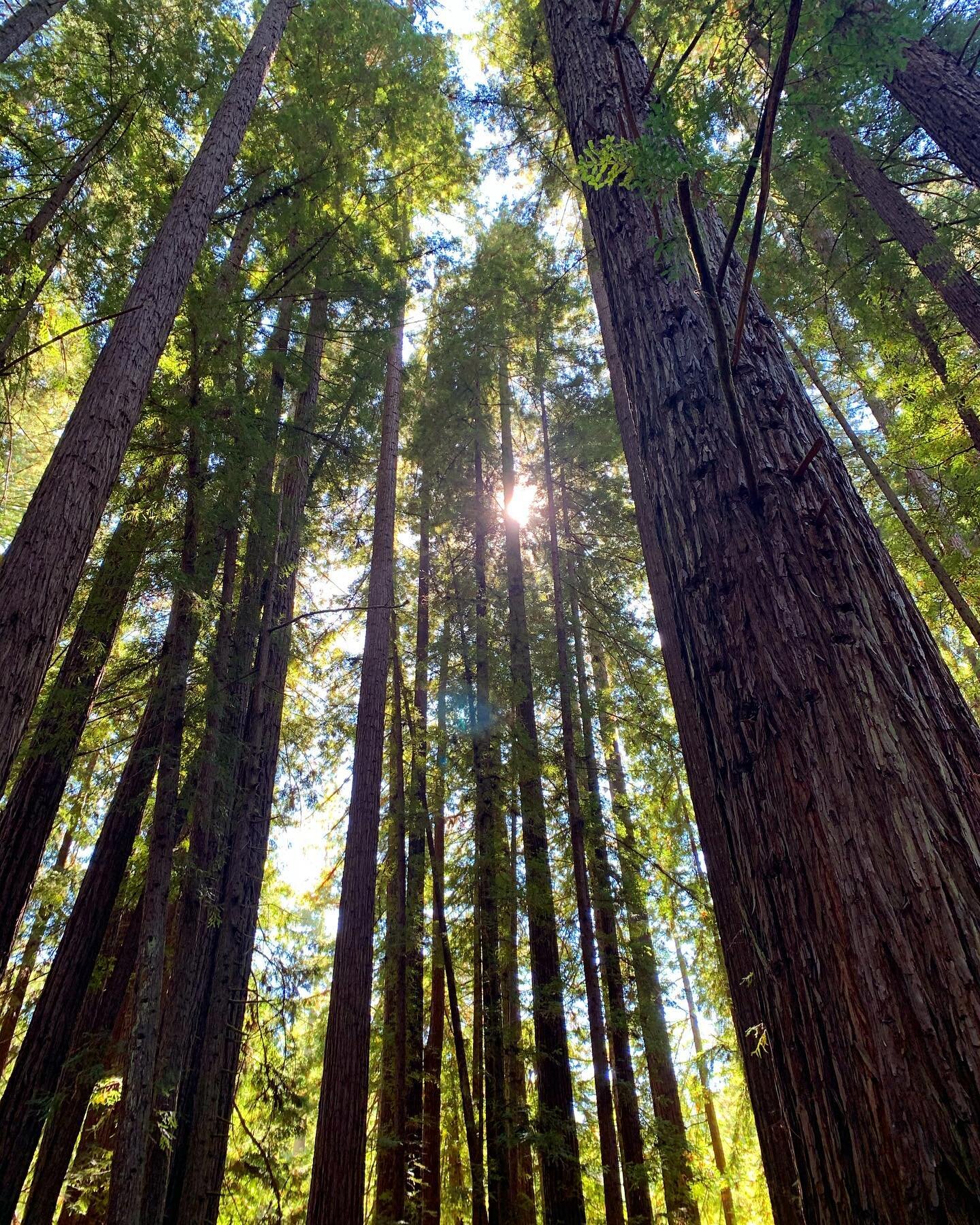 Had a chance to spend some quality time with some of our homies this week.
✨🌲🌲🌲✨
The kind of friends who always help you to feel good, grounded, loved &amp; seen.
✨🙏✨
They also give great hugs!
✨🌲🌲✨
#redwoods #redwoodforest #elders #ancestors #