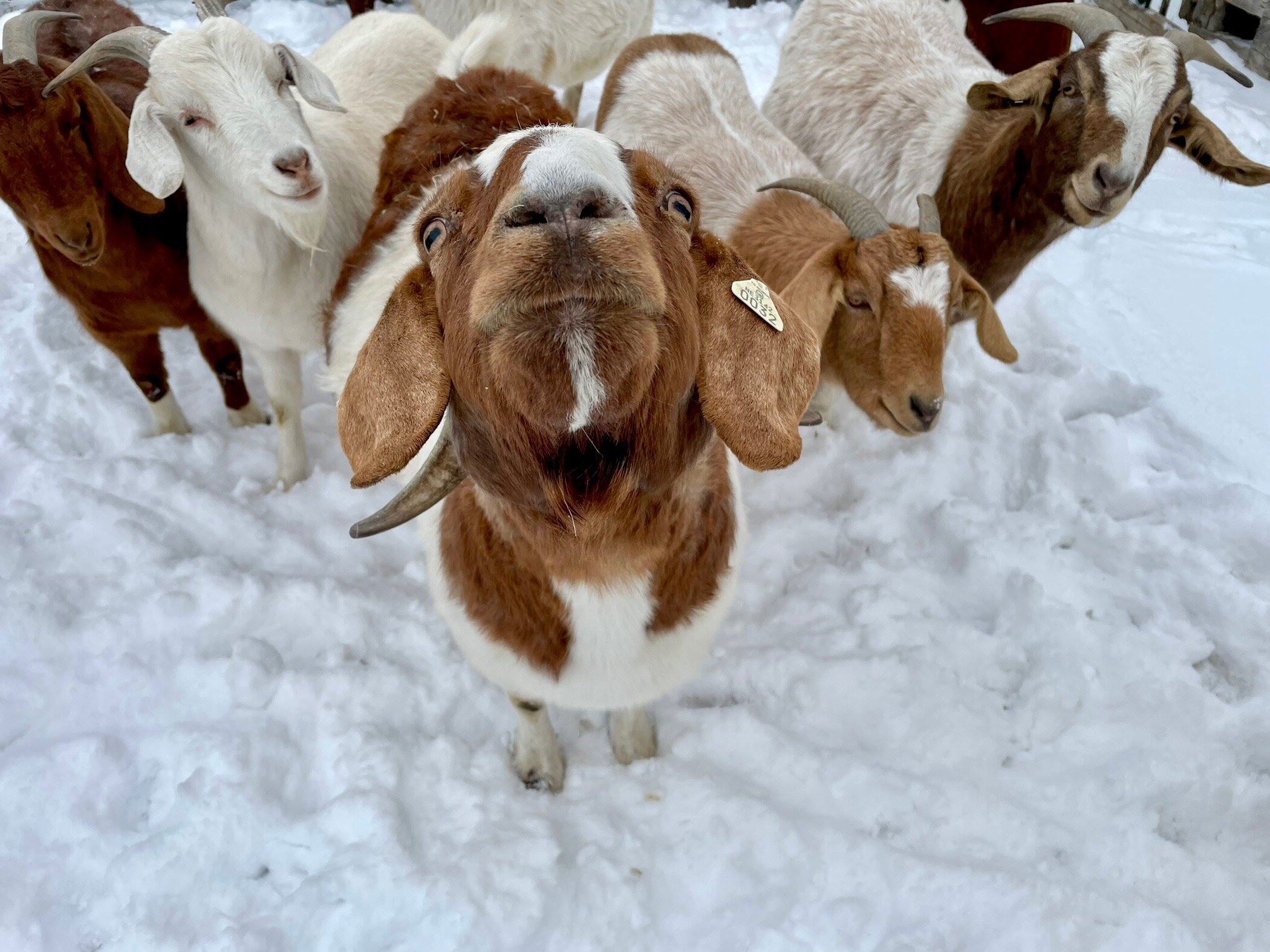 goats 2.jpeg