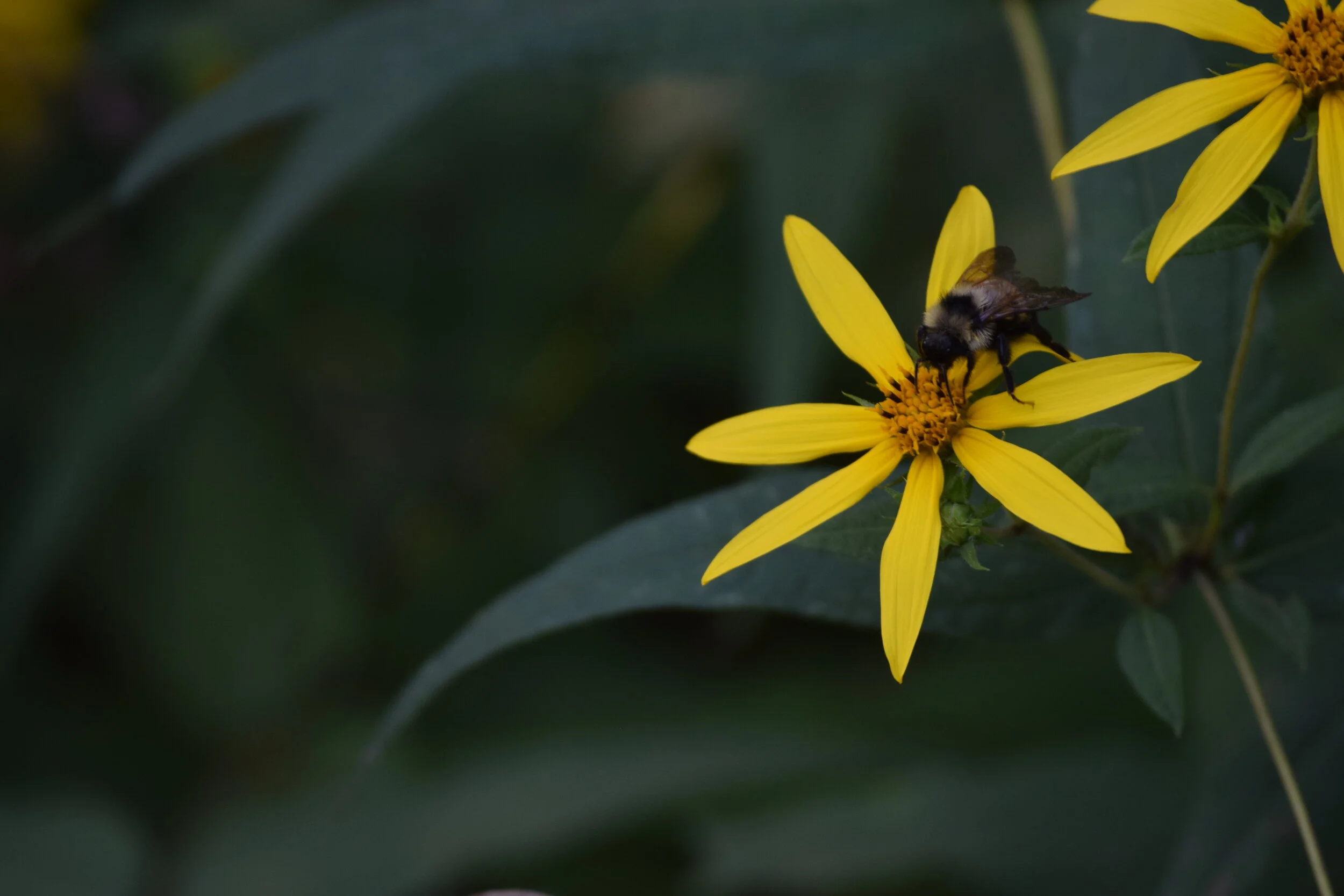 DSC_0316.JPG