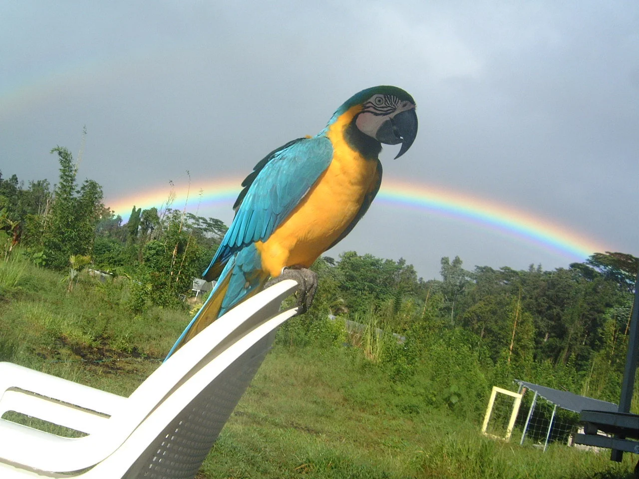 peppy rainbow.JPG