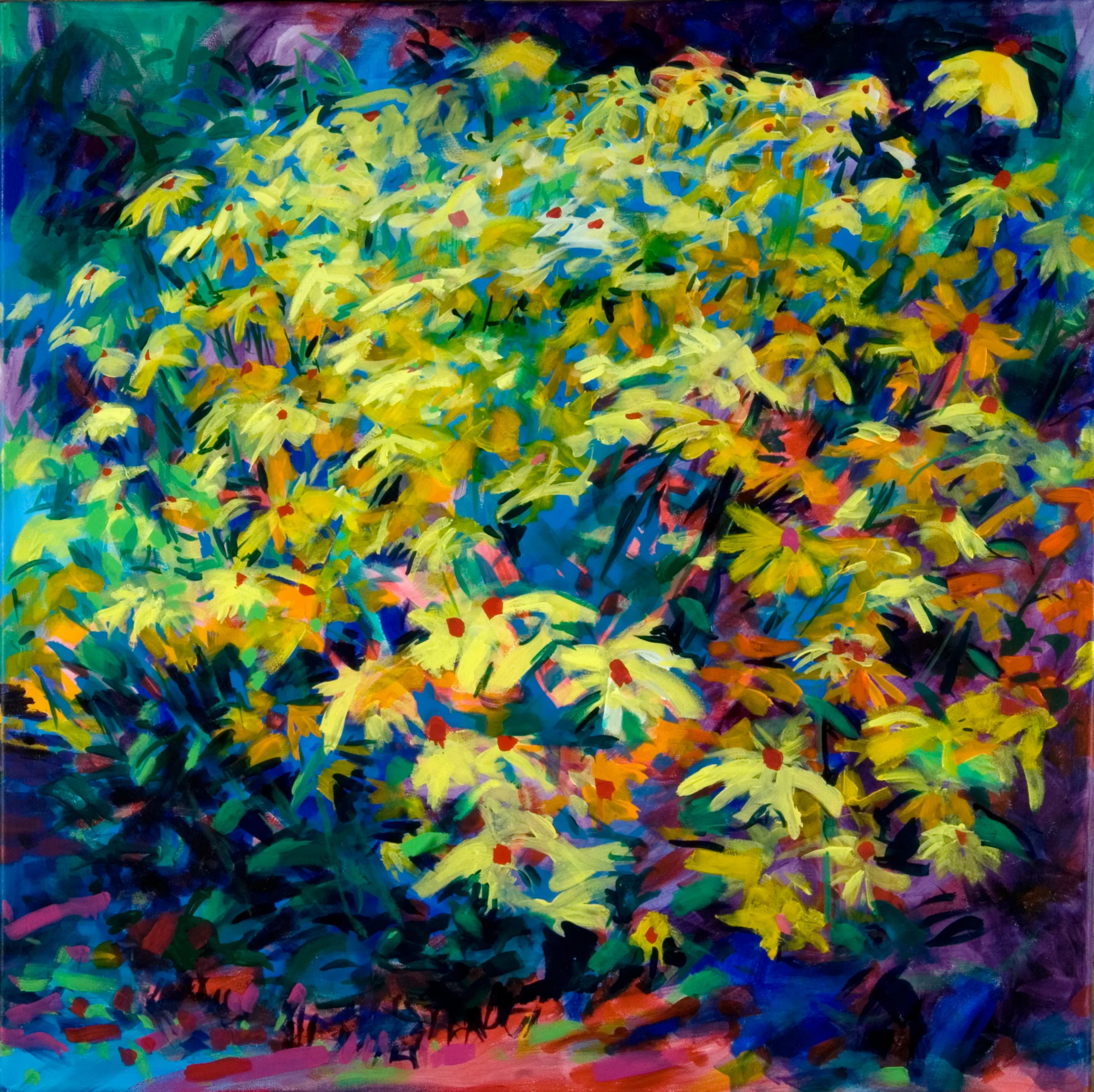 Insitu Yellow Daisies