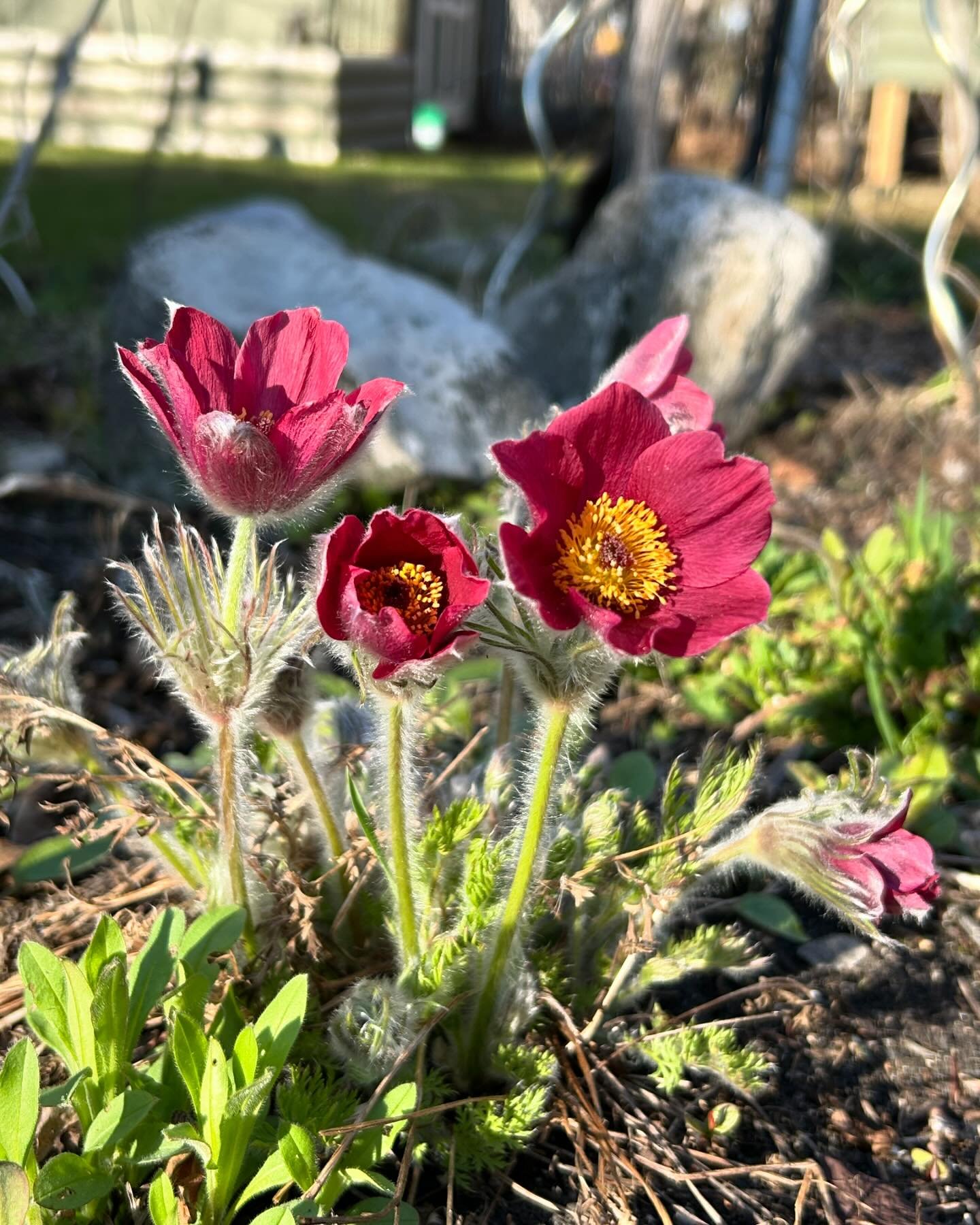 Friday night in my lake garden. Love these hardy and fluffy pasque flowers. Such a resilient reminder that we can endure a difficult season and bounce right back into bloom. Swipe for last Sunday nights farewell snapshot #lovethelake #cottagegarden #