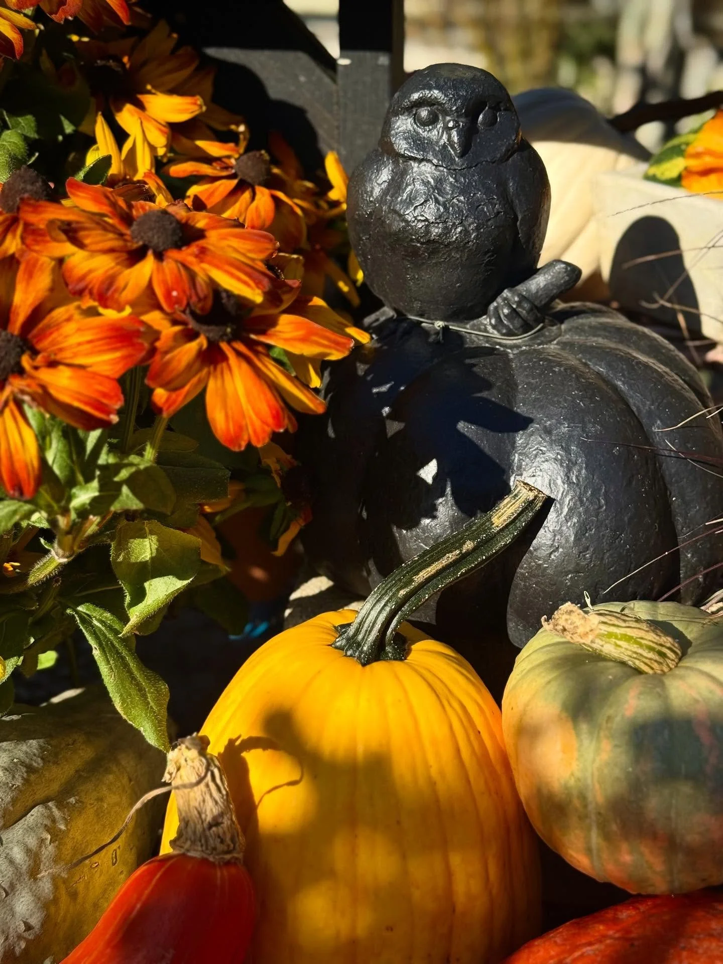 spooky vibes only. 
#&hearts;️laserragardens
#laserraafterdark
#womanownedbusiness
#laserragardenscafe
#shopsmallbusiness
#comewander 
#festivegathering
#freshcutflowers
#fall2025
#mums
#pumpkins
#microeventspace
#gourds
#louiethegreenhousecat