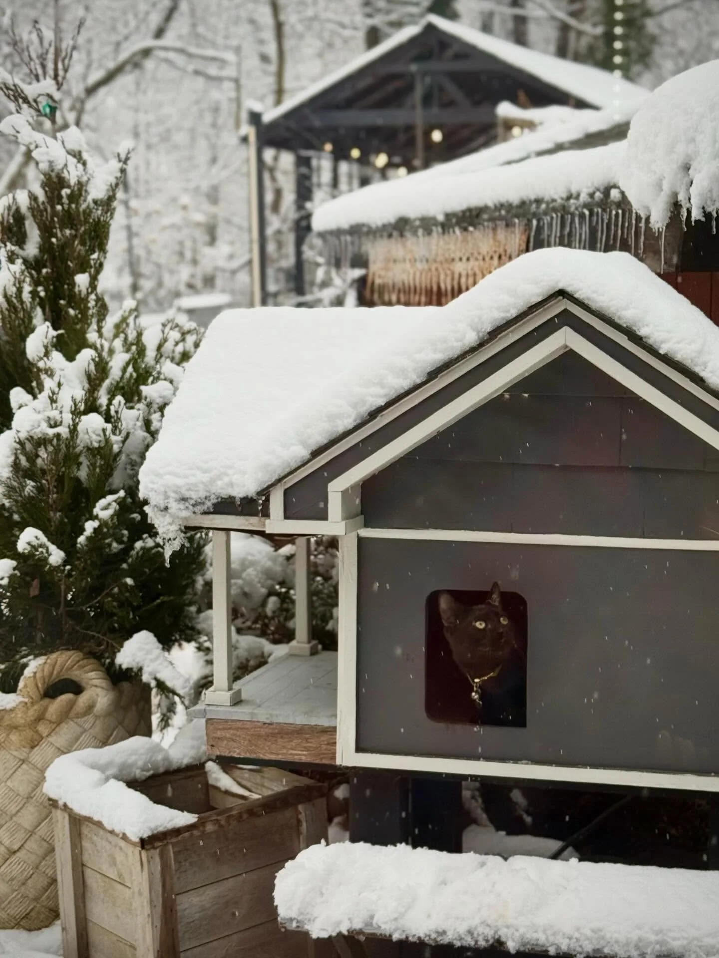 louie spent most of day outside enjoying the magical snow fall. don&rsquo;t worry his house is heated and he spends the nights inside the greenhouse❤️thanks for all the love today! see you tuesday @10am. 

#&hearts;️laserragardens
#womanownedbusiness